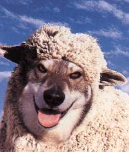 wolf-in-sheeps-clothing-2